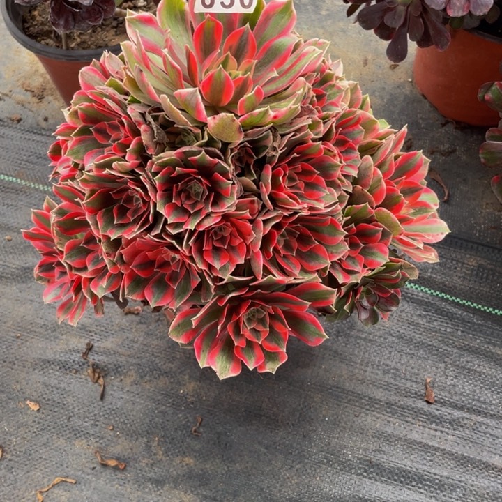 650老庄多肉法师女妖