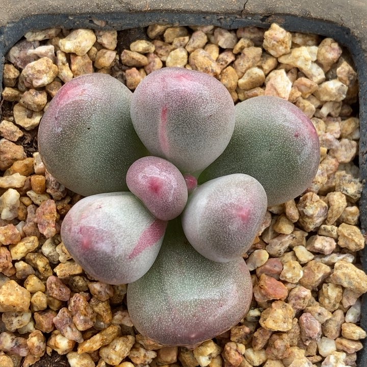 歪**?米可奶酪锦多肉植物