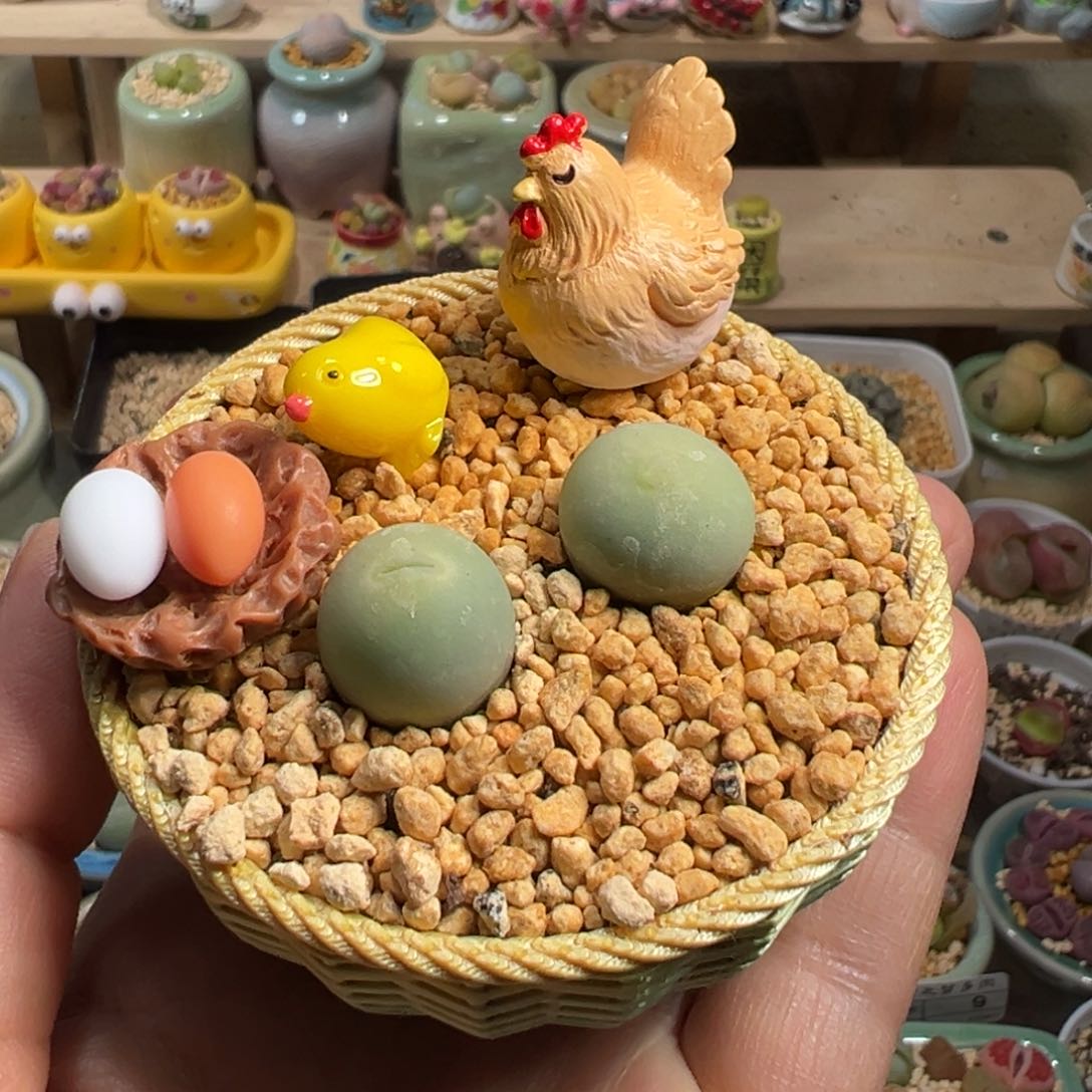 多肉植物144号鸽子蛋