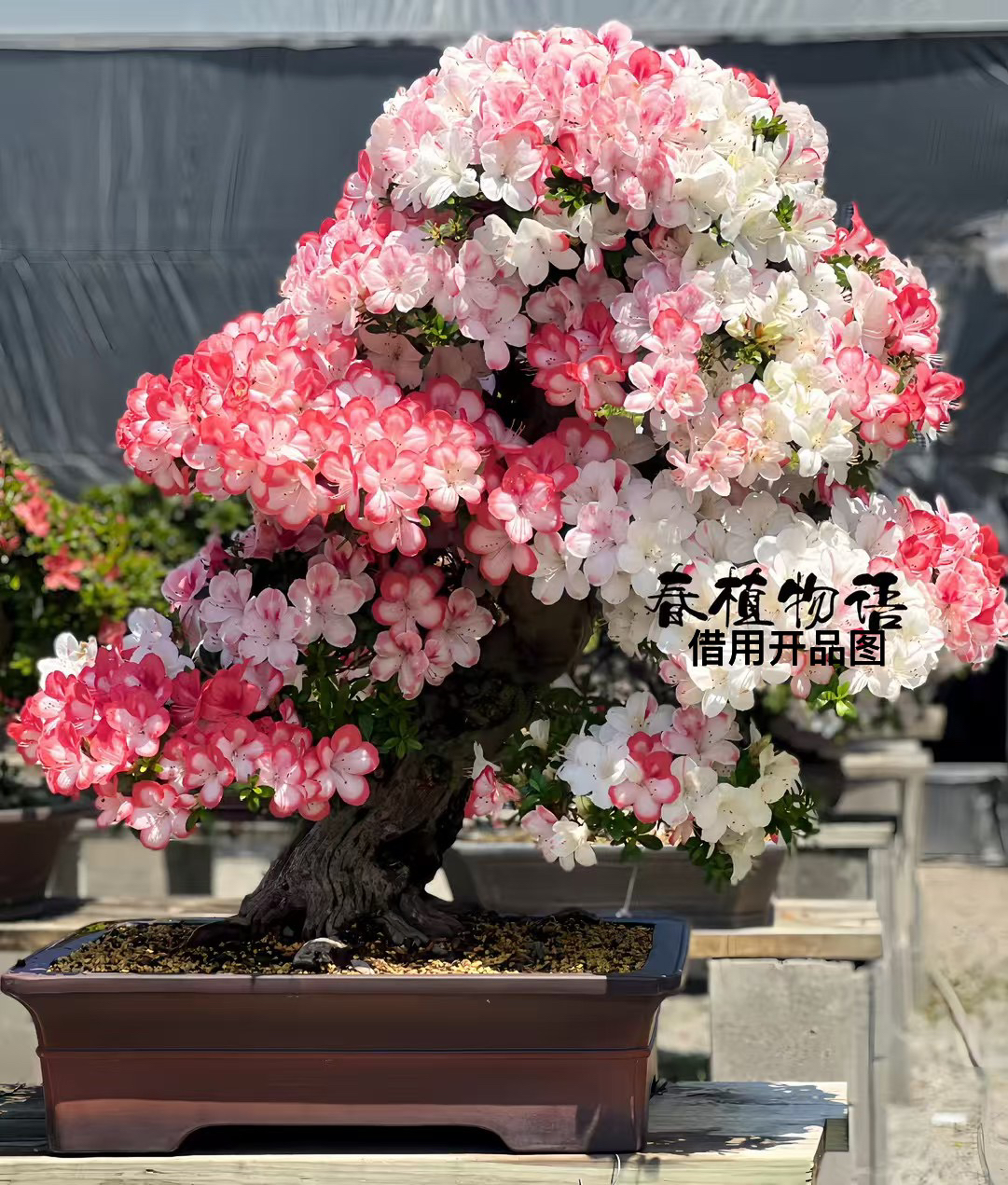 【好月】皋月杜鹃花杜鹃多色单瓣苗超大呢