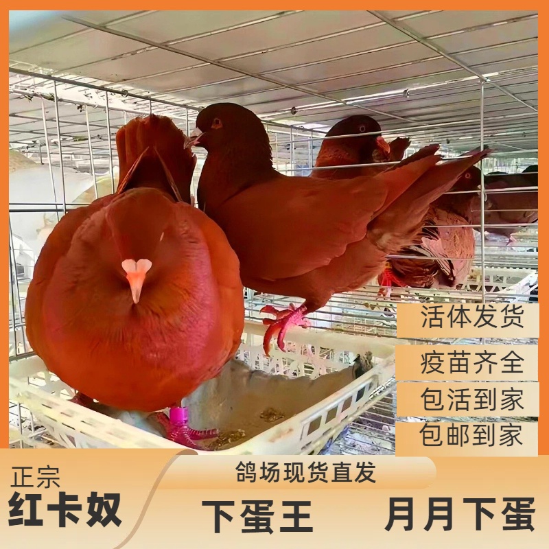 鸽子活苗一对红卡奴种鸽青年大体乳鸽幼鸽鸽子蛋肉鸽观赏鸽子活鸽