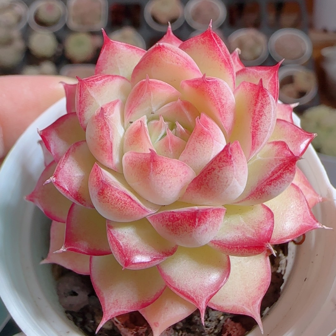 花语多肉0103-318