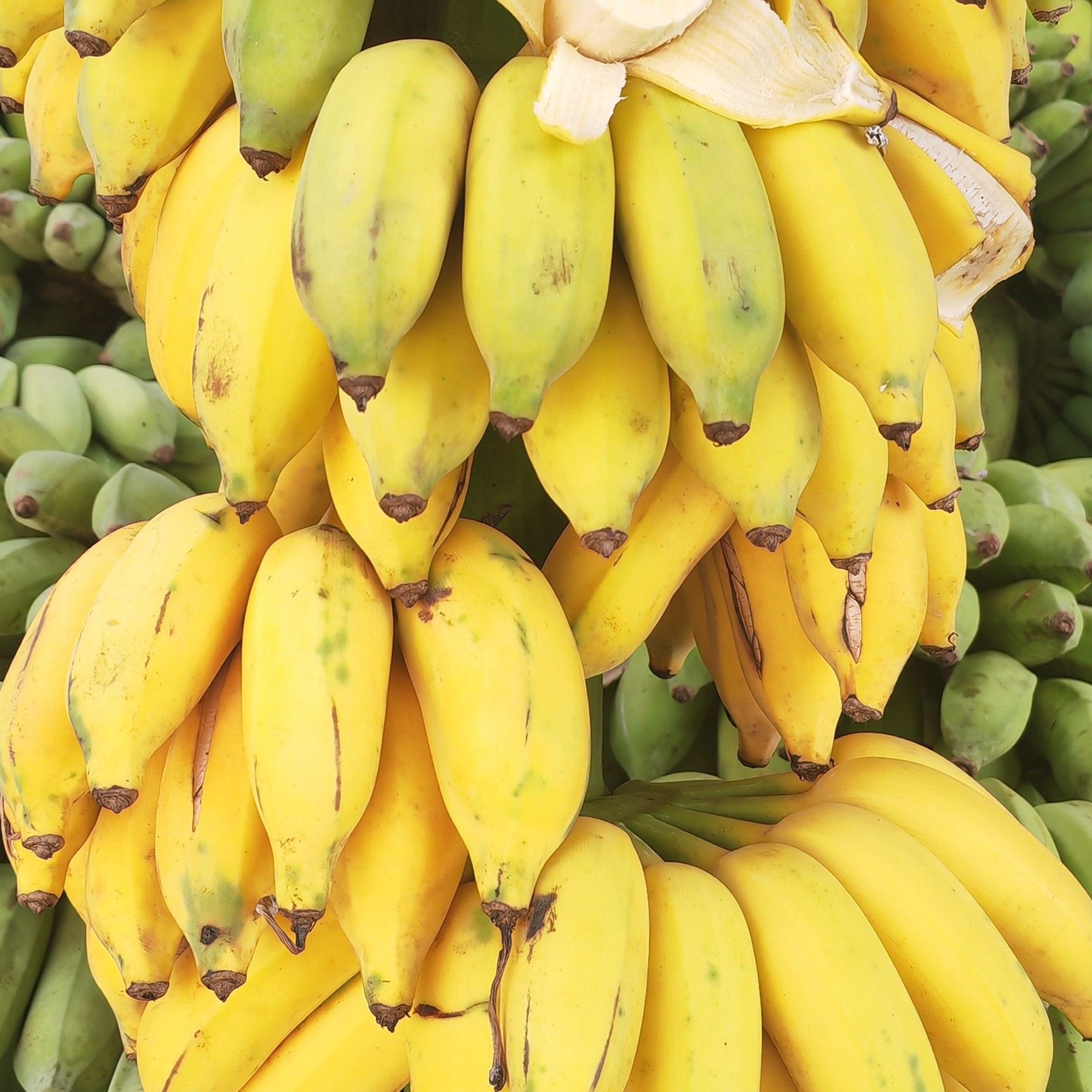 顺丰云南野生芭蕉孕妇当季水果不打药不催熟丑芭蕉自然熟 