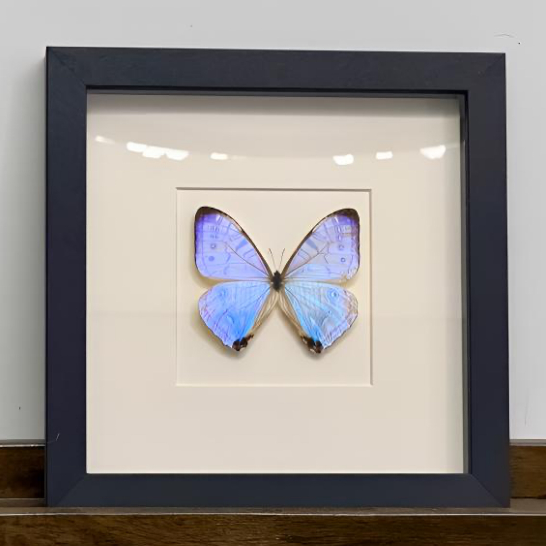 夜明珠闪蝶昆虫装饰画生日礼物家居装饰