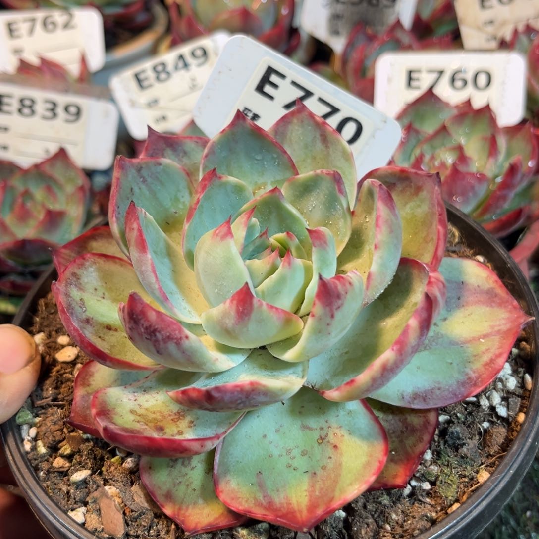 惊鸿一瞥770号多肉