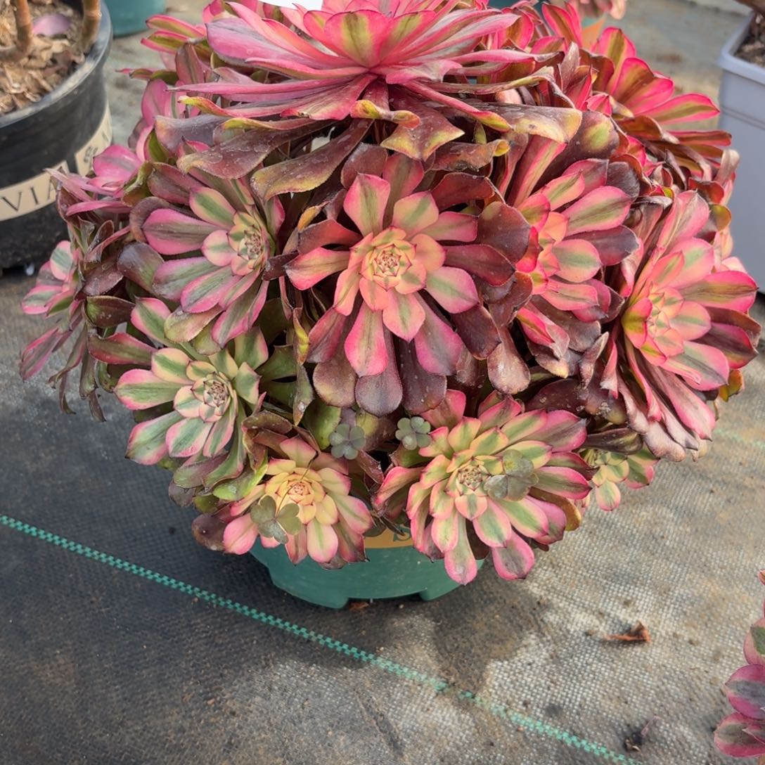 559粉鸡多肉植物福利