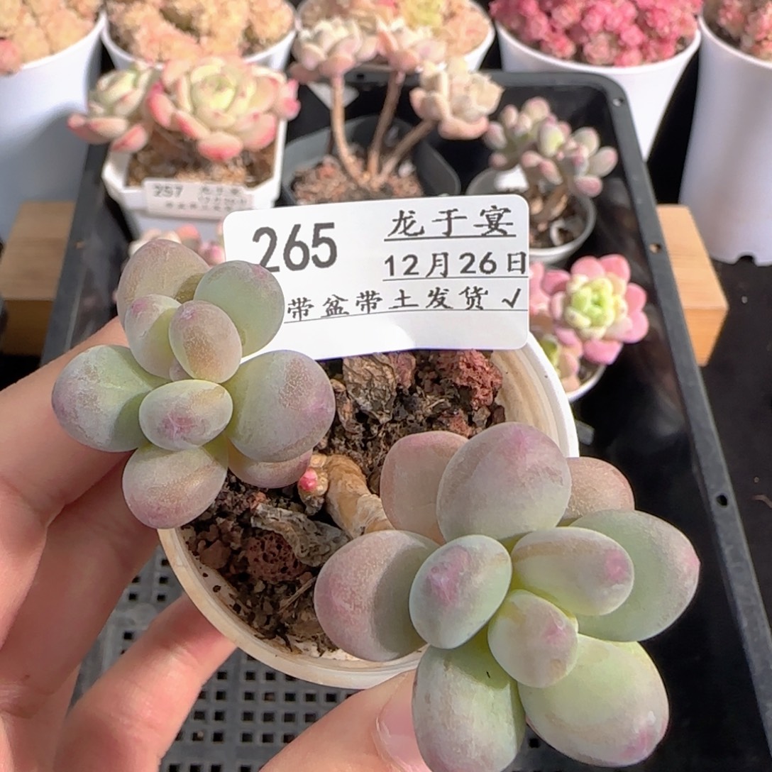 多肉1226-265苹果美人小老桩