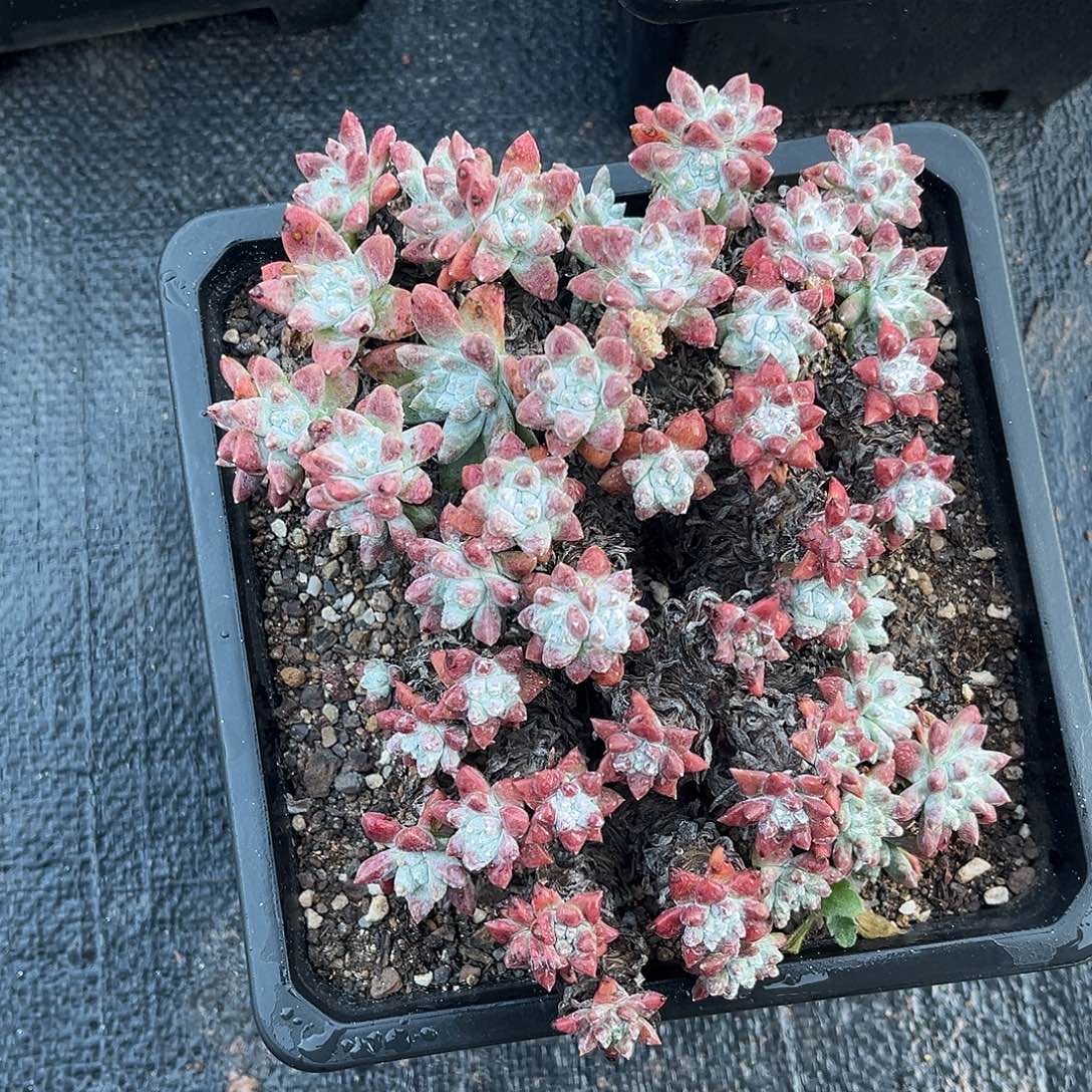 小鹿多肉一物一拍