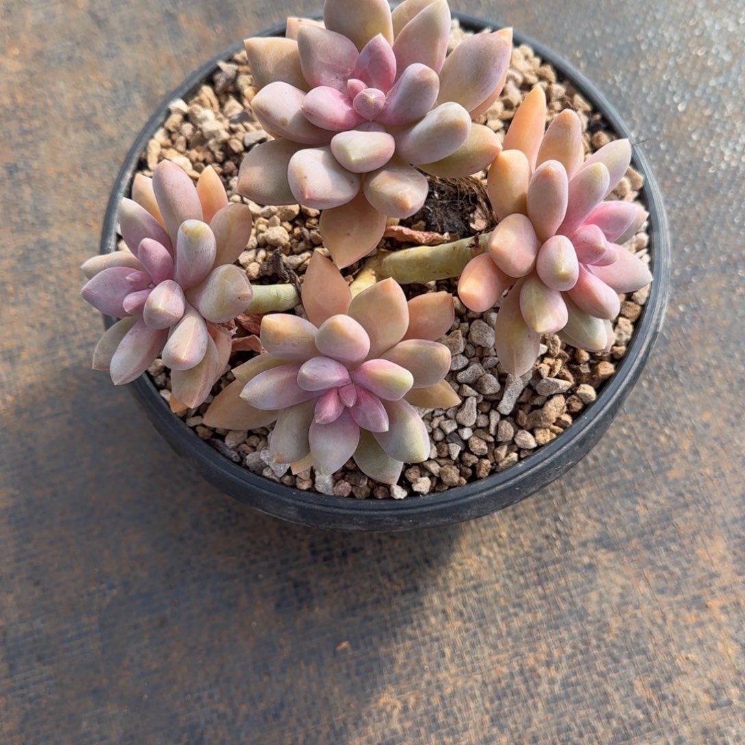 多肉植物丽萨花园寄养