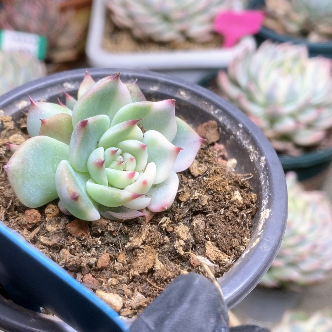 129锦锦锦锦锦锦