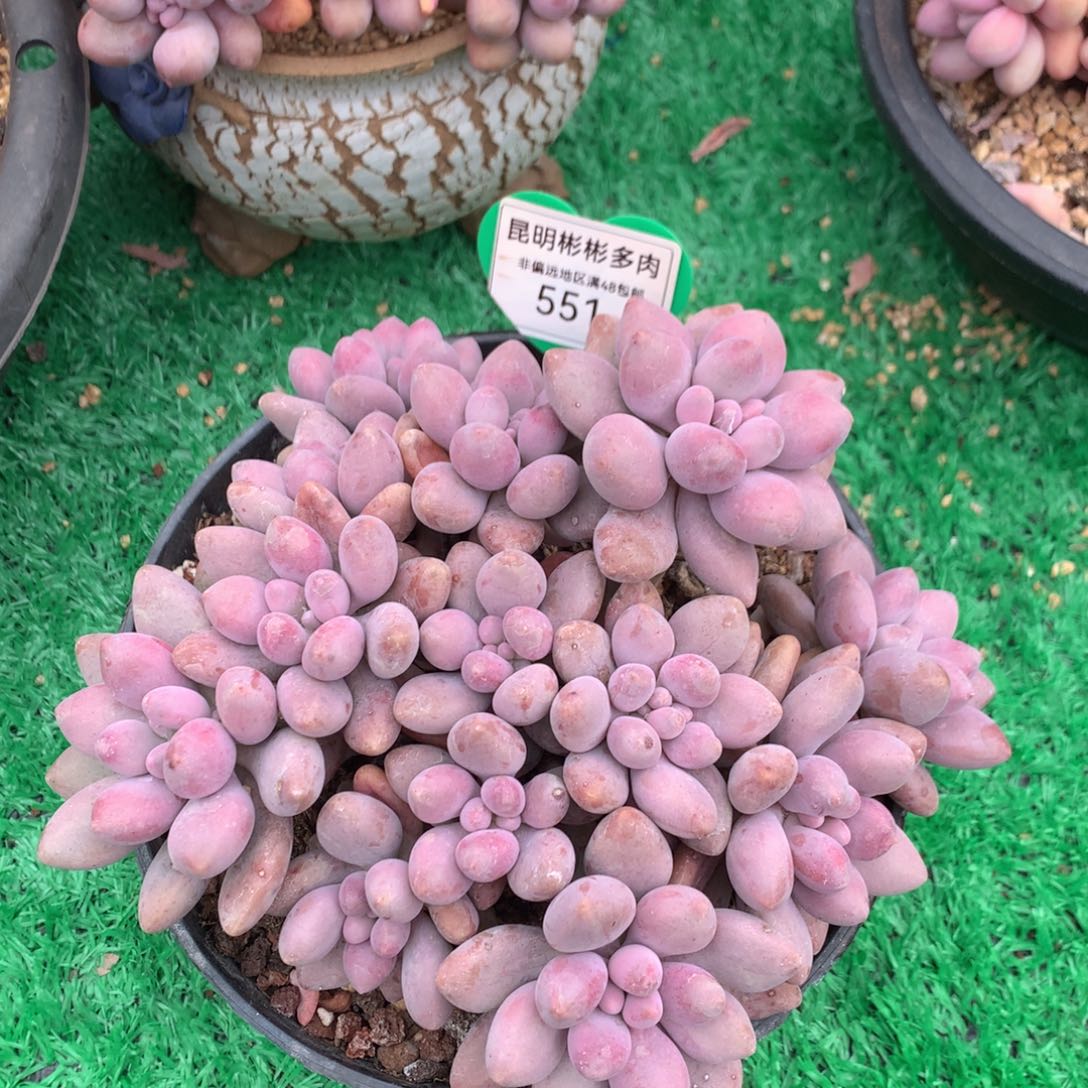 粉色恋人矮桩平头551