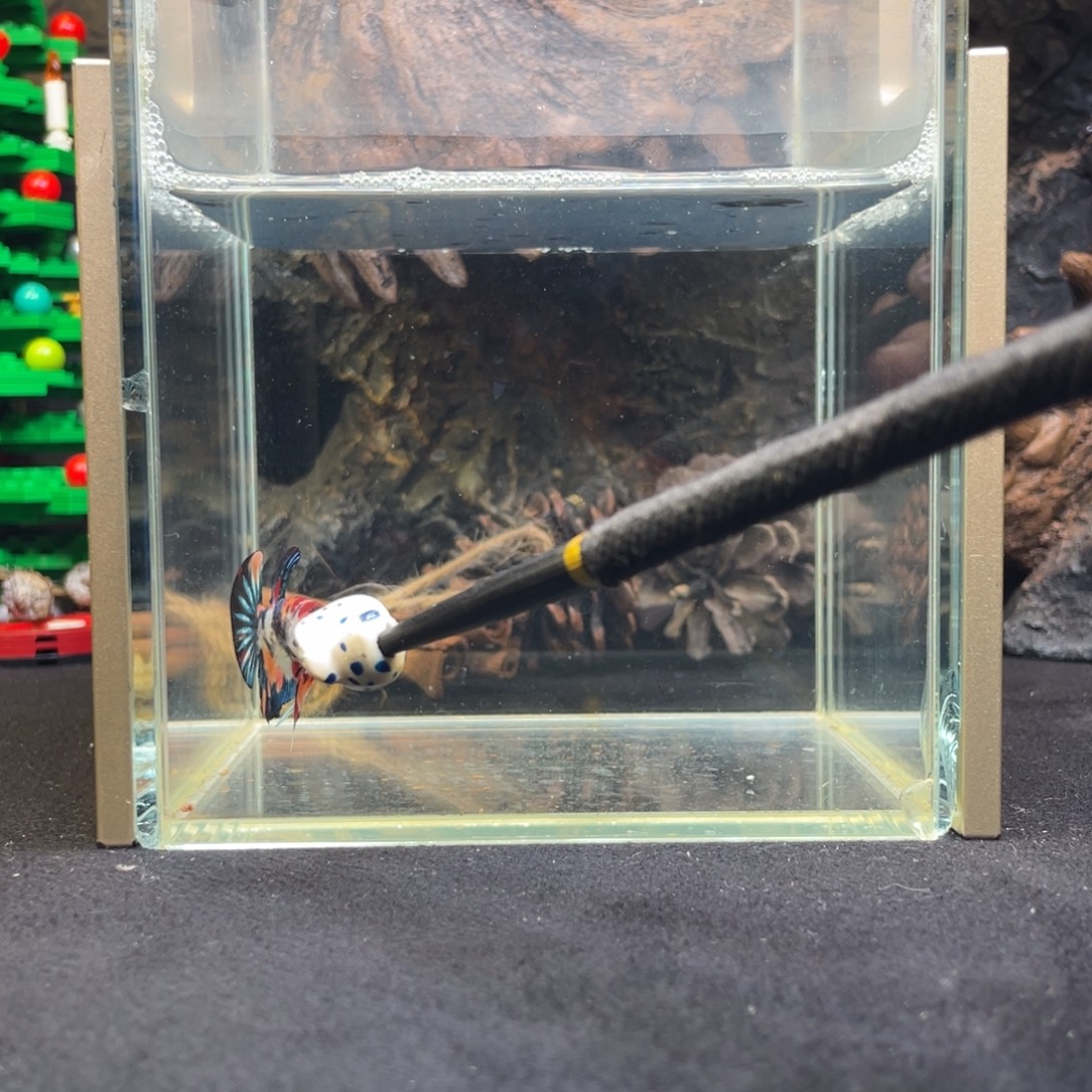 斗鱼十二月十日竞价