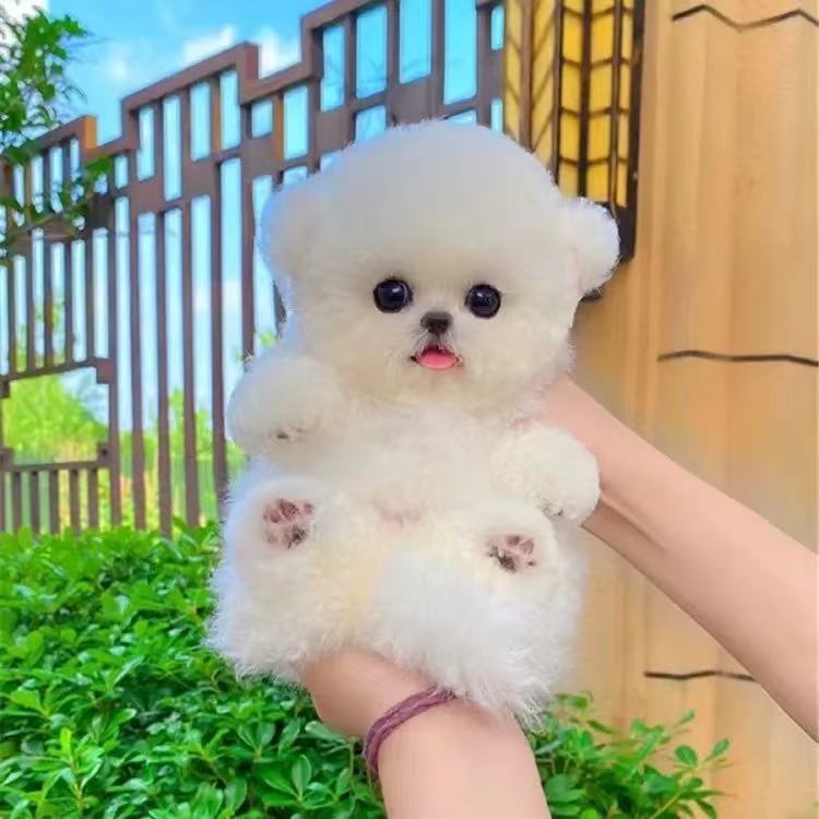 【卖狗的80后萌宠】狗狗活体链接 