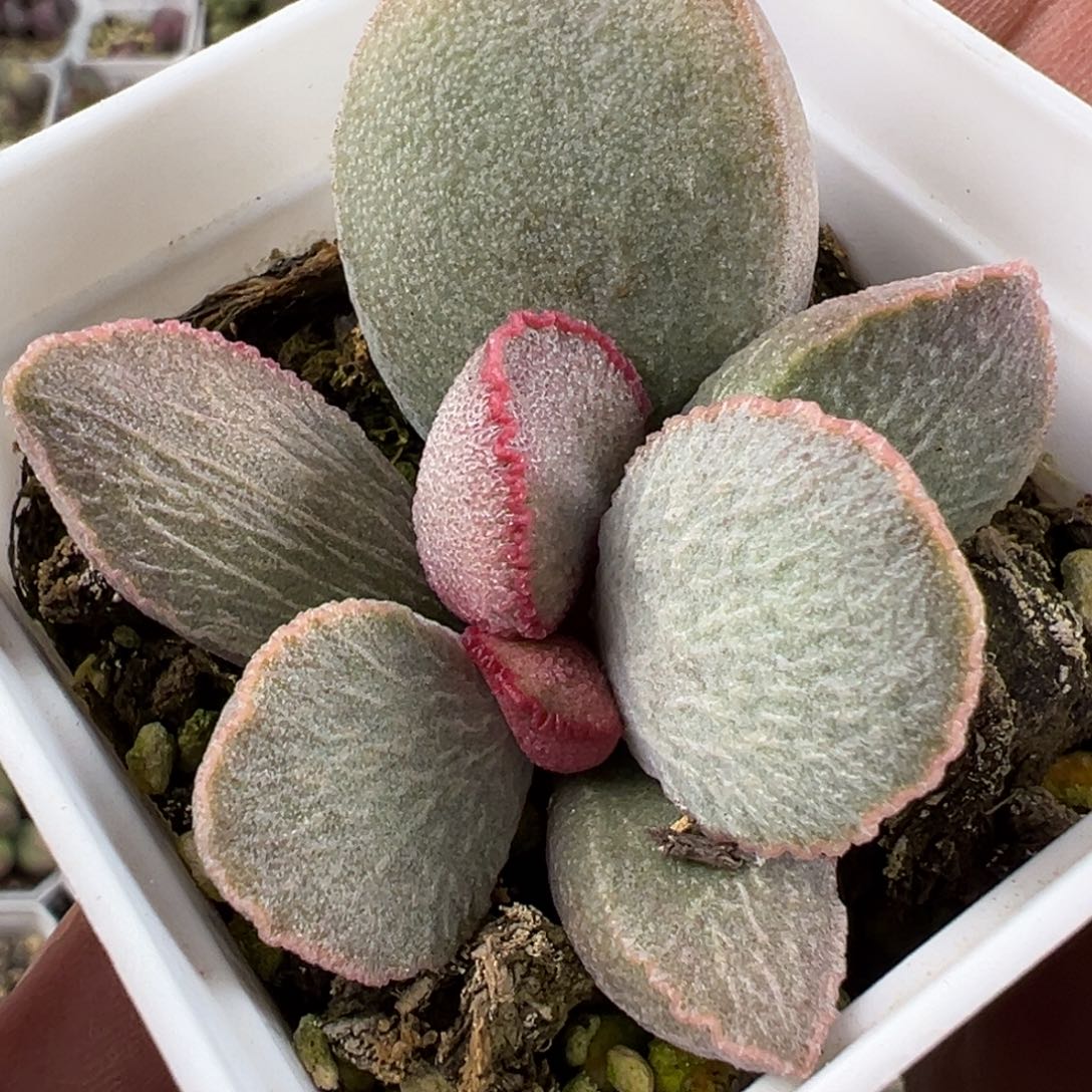 900号磨砂蛋水泡多肉植物水泡