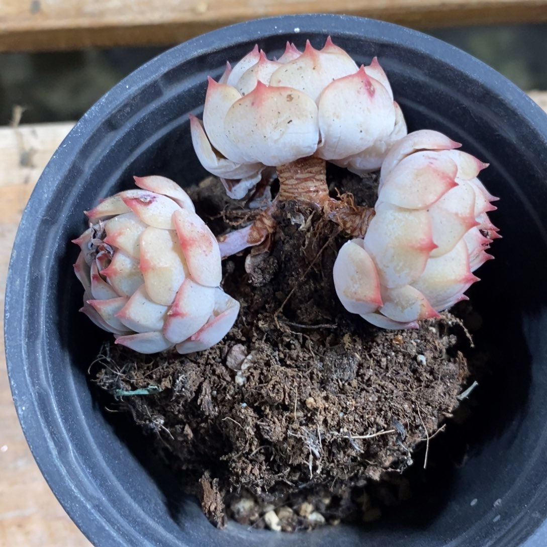 自助下单一物一拍_多肉