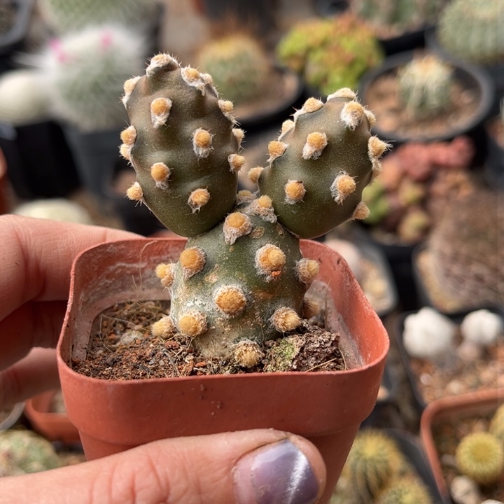 团扇一物一拍自根