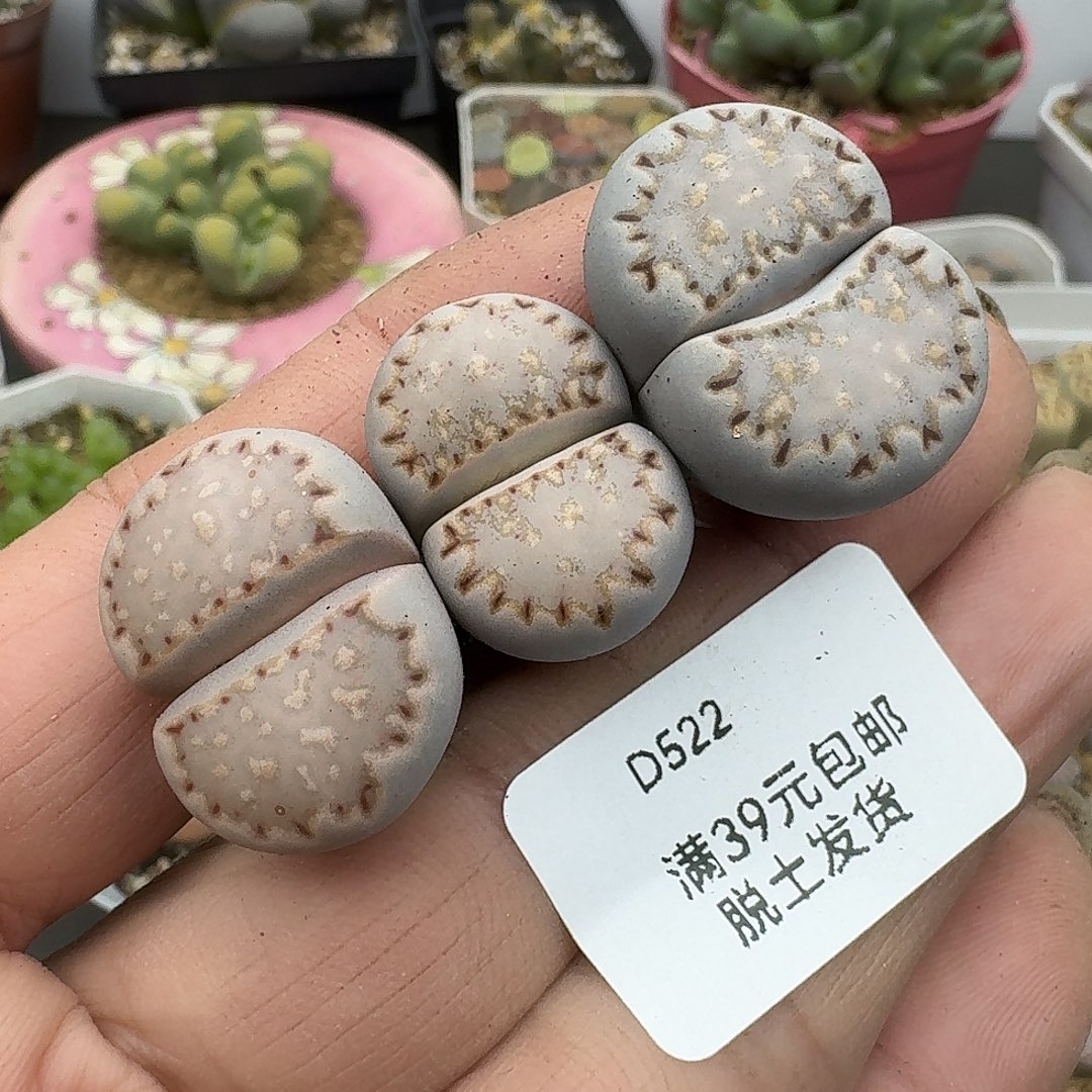 522多肉哈哈哈哈哈哈哈