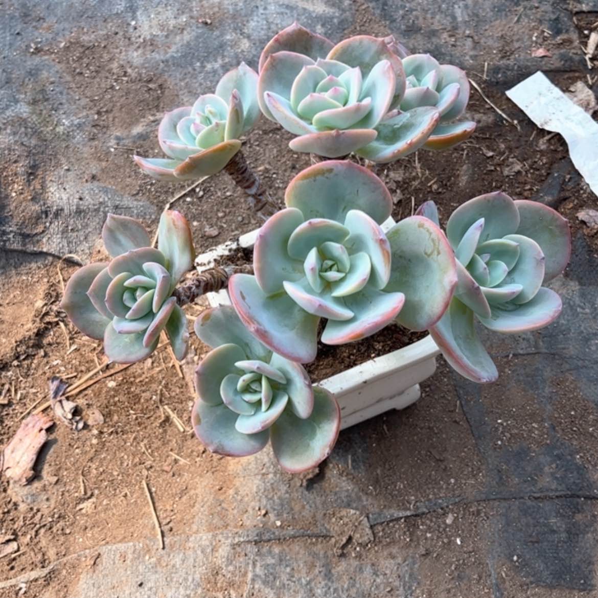 【闪购商品】无花朵银*