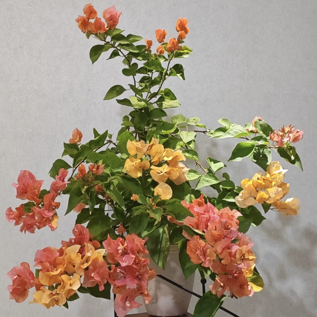 阿达娜彩色炸弹品种基地耐热四季勤花园艺三角梅盆栽三角梅直播