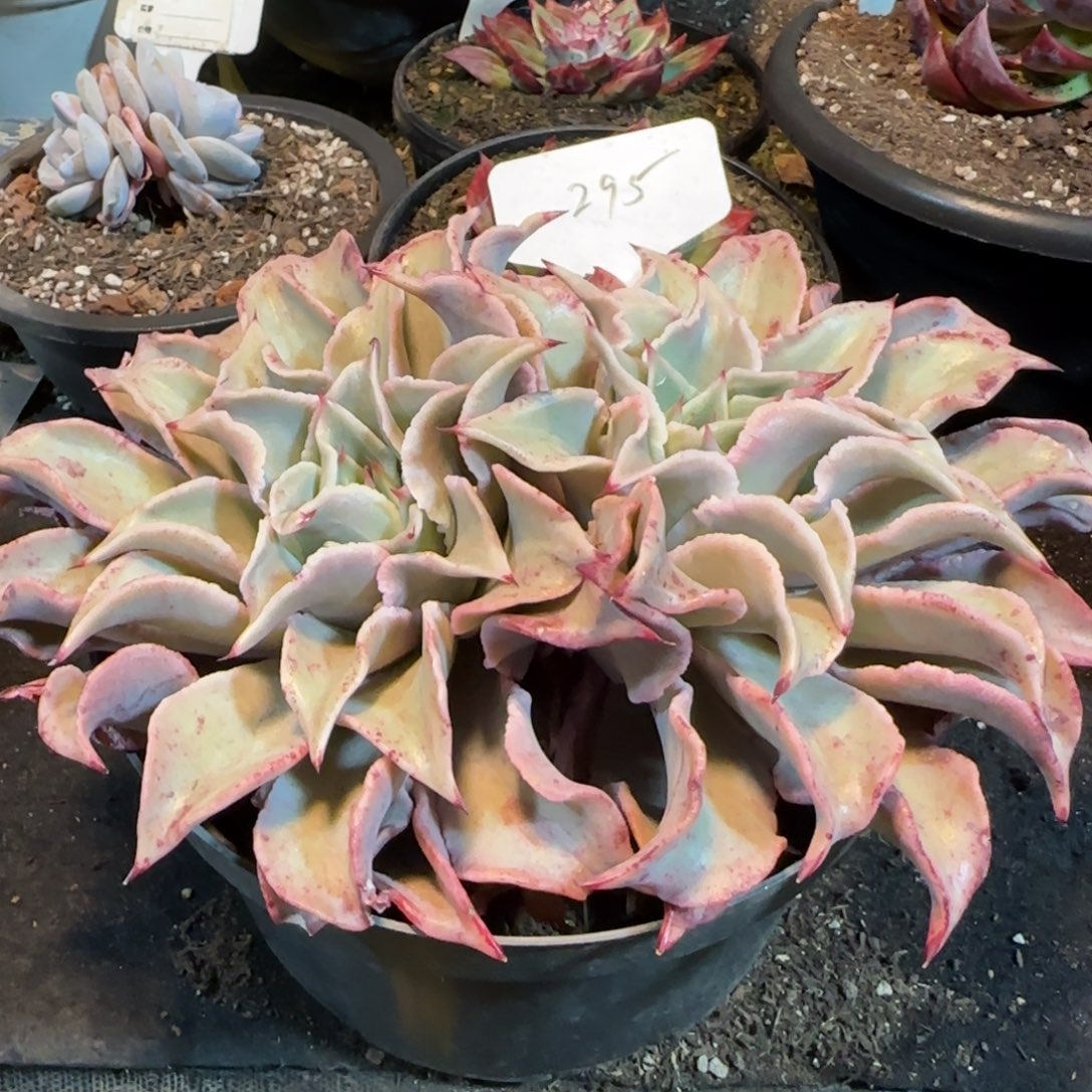 饺子皮一物一拍包装收缩花旱295