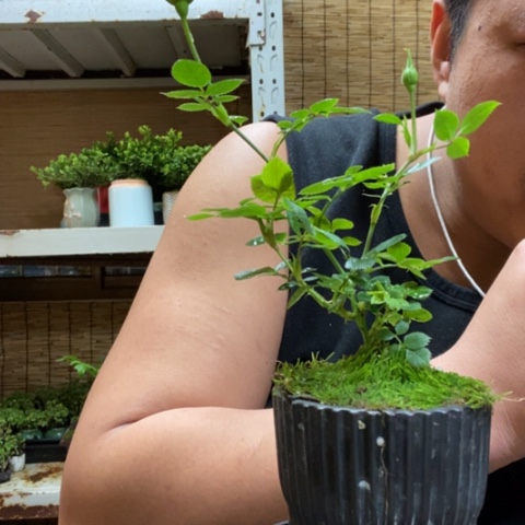 红陶一物一拍所见即所得114