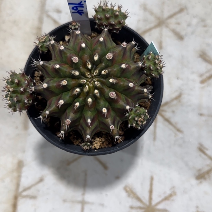 64-0120泰国发货森林多肉