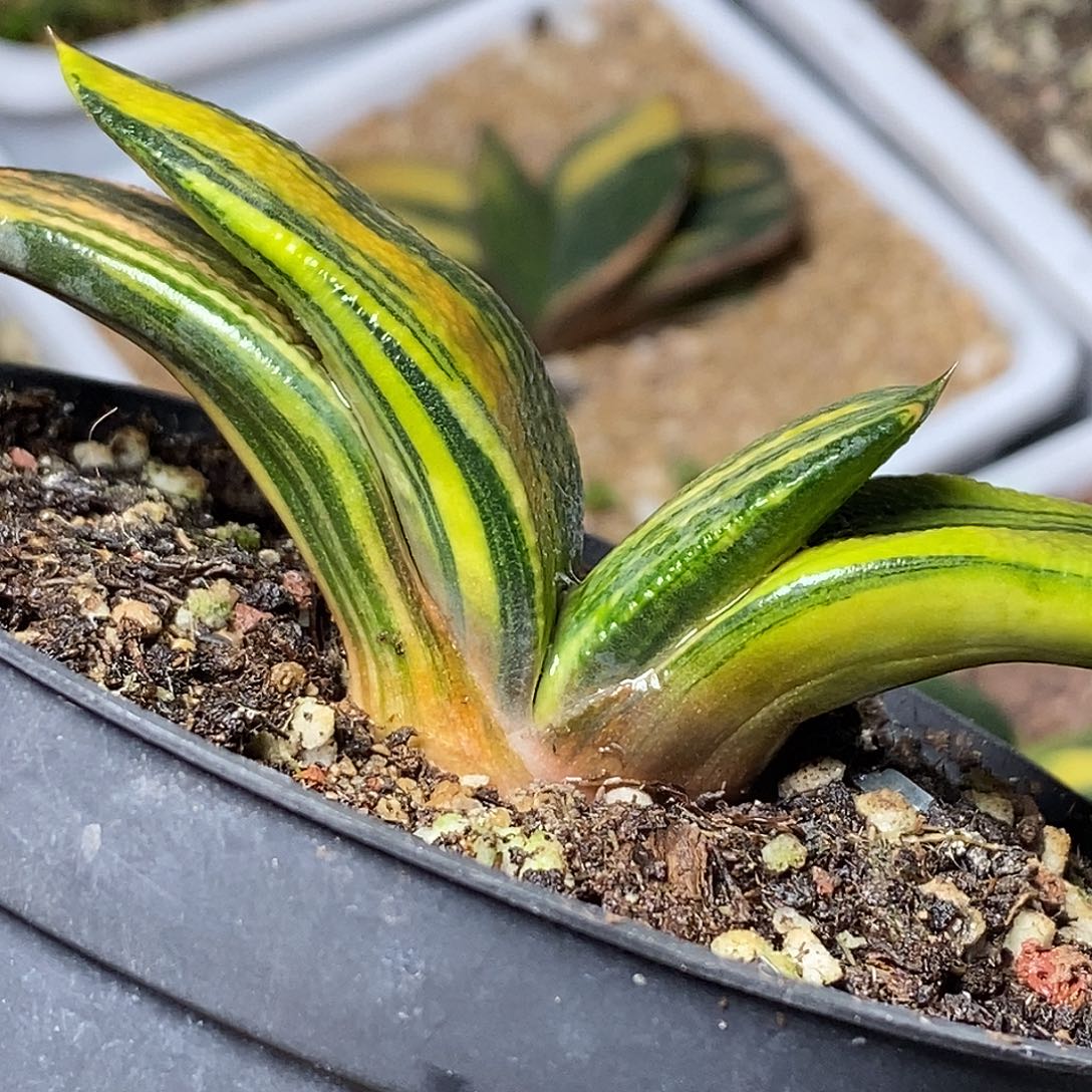 不带盆脱土裸根发货