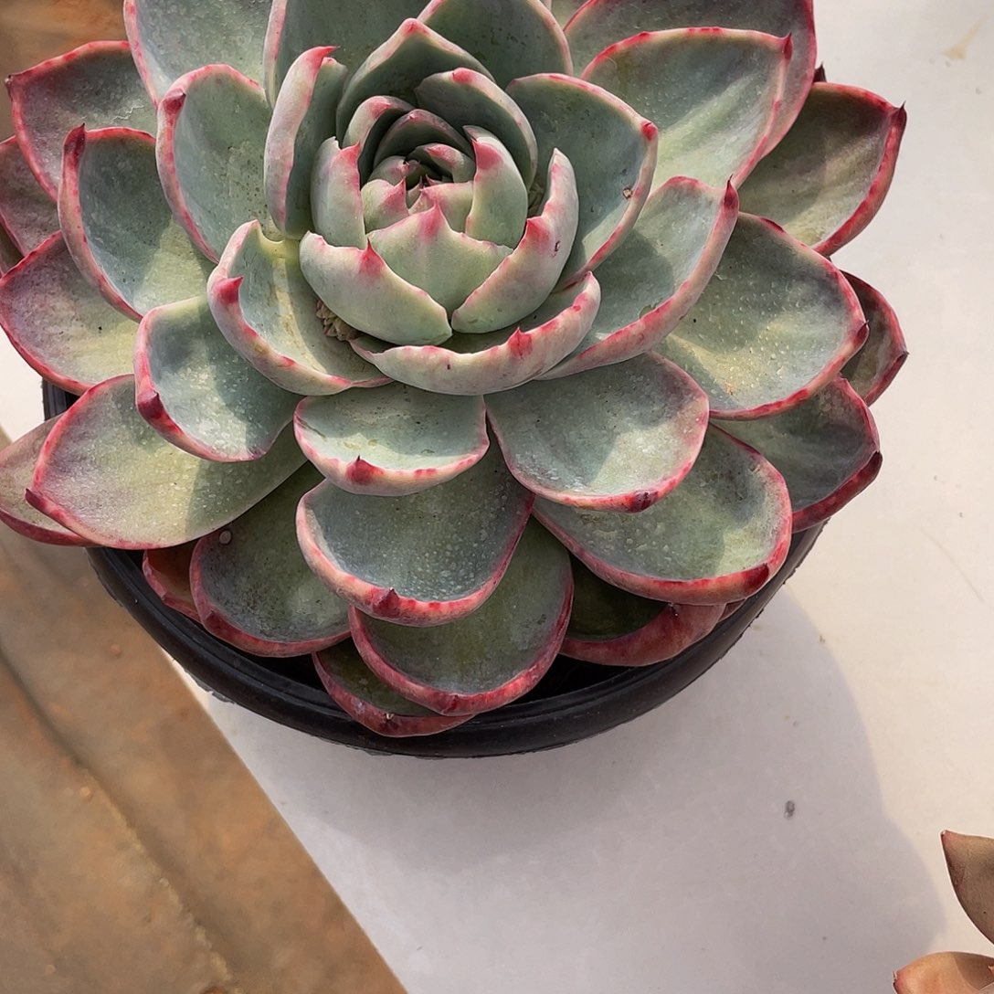 米*丫惊鸿多肉多肉多肉