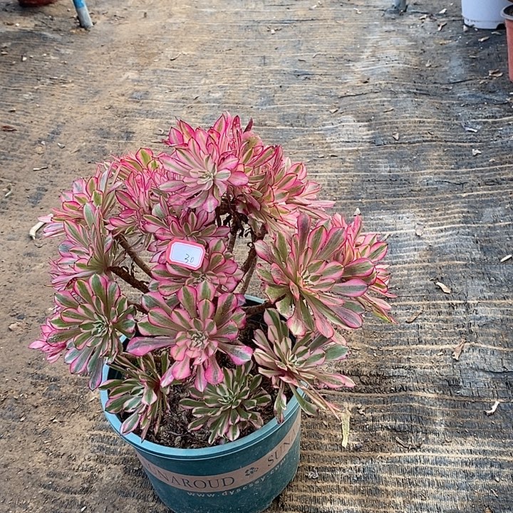 30，红铜白多肉法师多肉法师