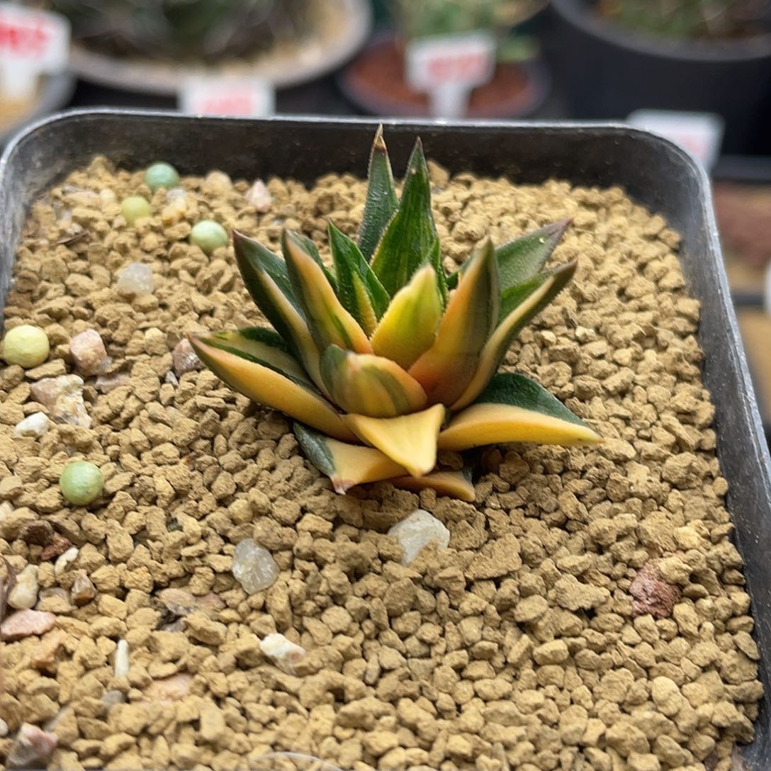 象牙塔锦仙人球多肉