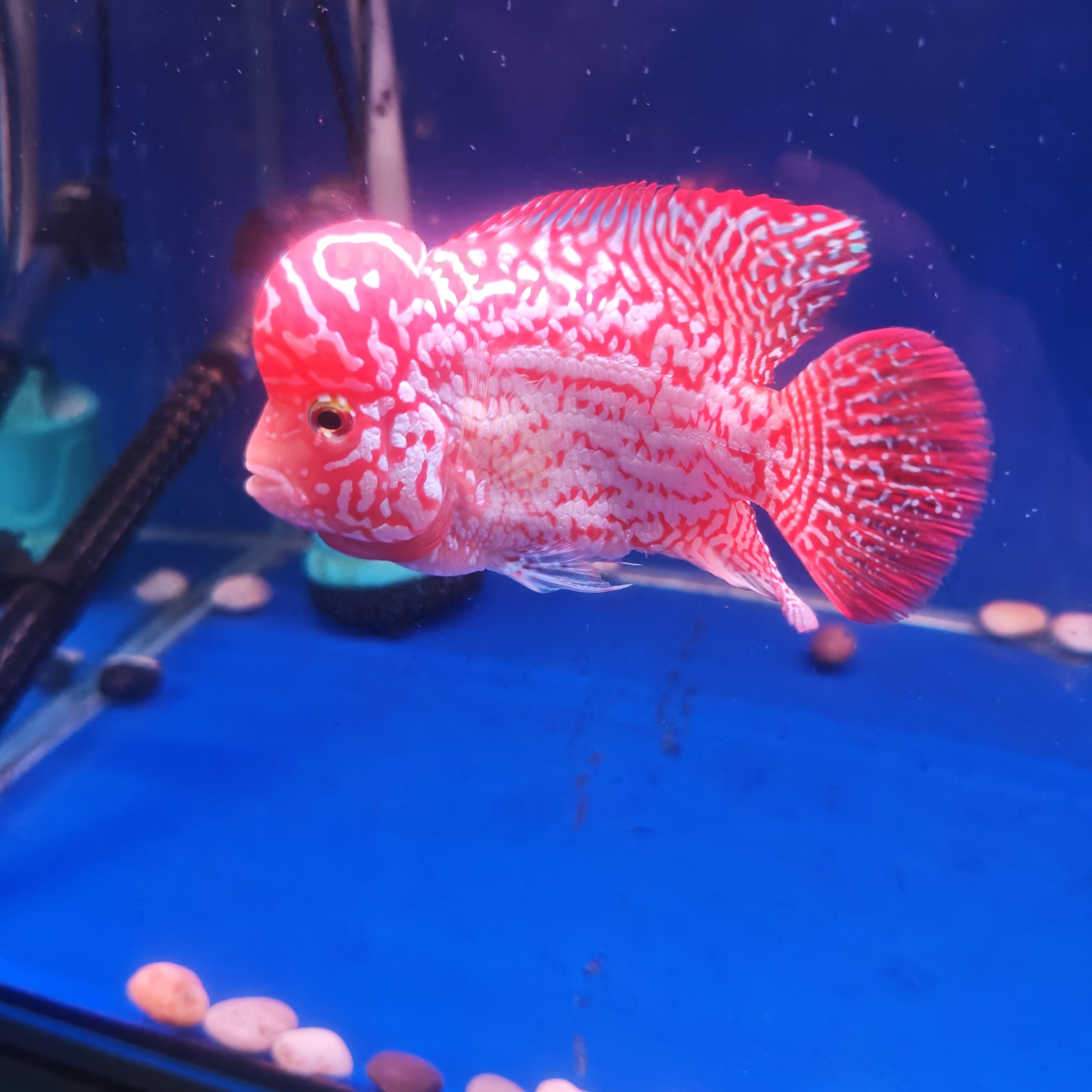 罗汉金花F2纯泰鱼（金花，火凤，古典）