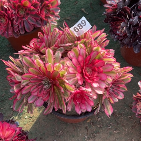 689白月光朵朵多肉，