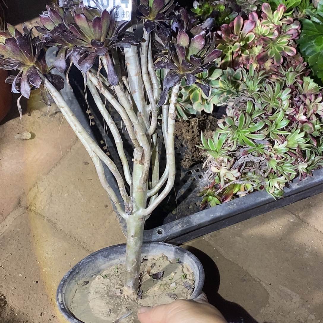 674 多肉植物一物一拍