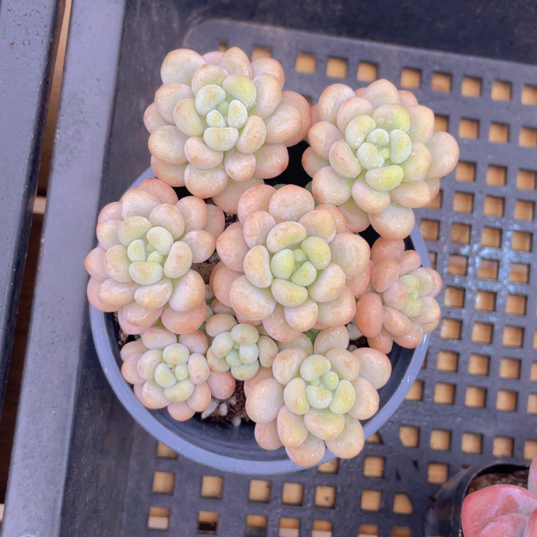 1440号 洛可可老桩大群生一个