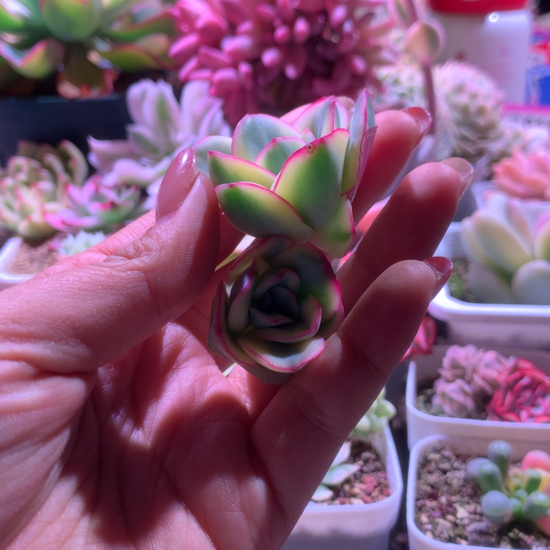 你***看晨露覆轮锦砍头无根