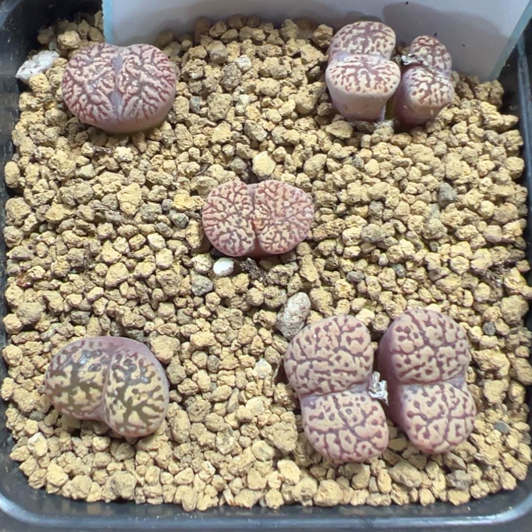 14-31肉锥多肉植物，