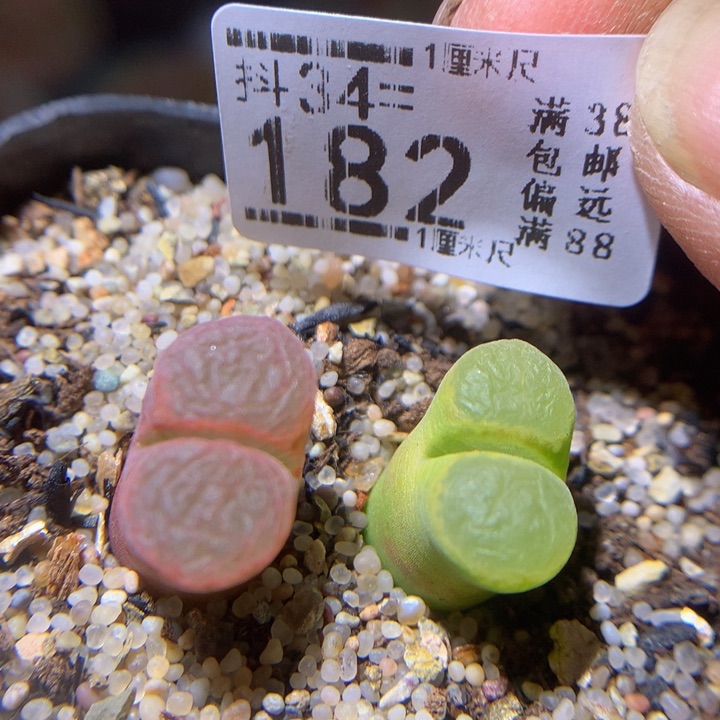 精品人石花34.182