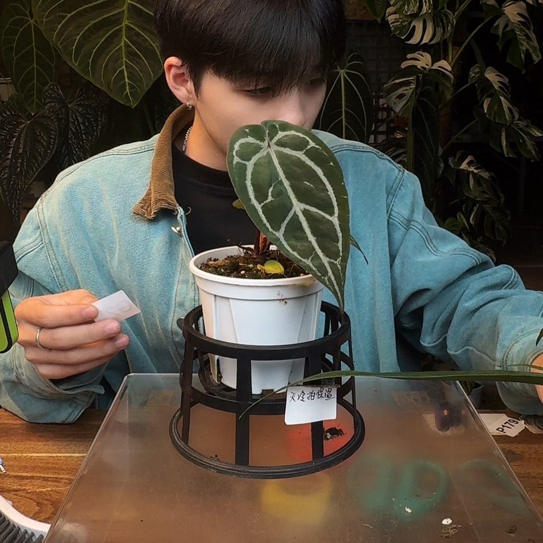 完全开放C61紫水晶杂