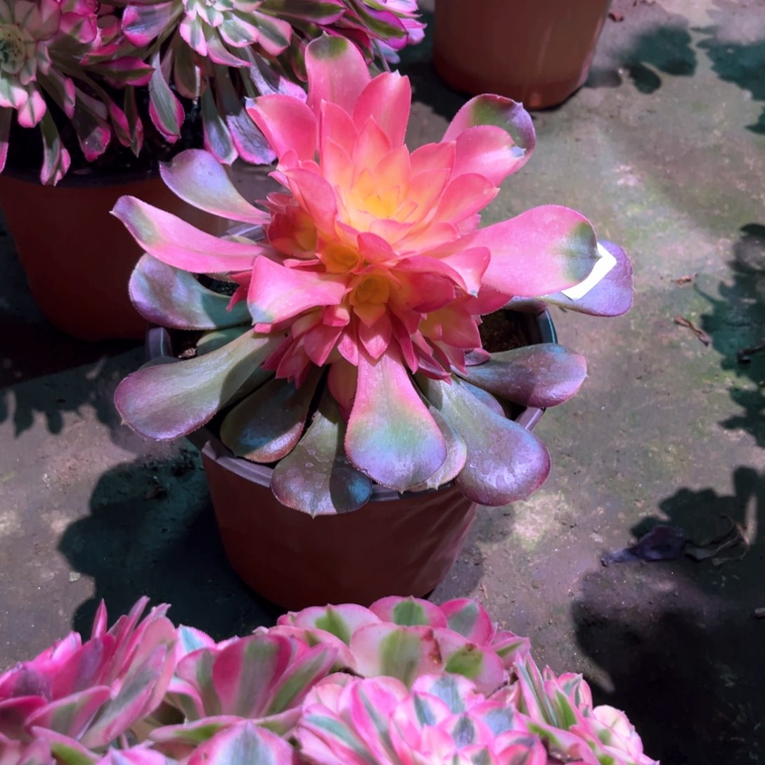 多肉植物香妃751