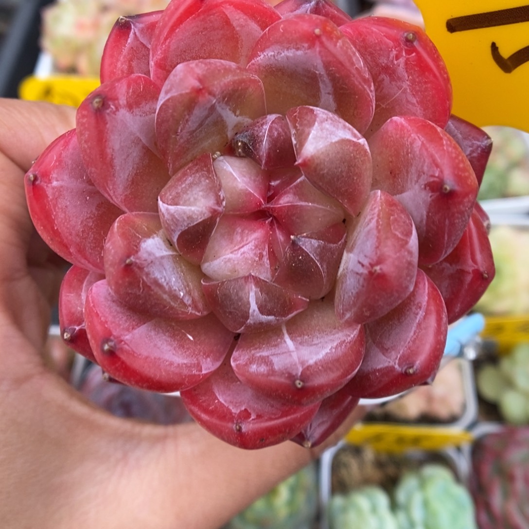 熊猫珍妮695号。      