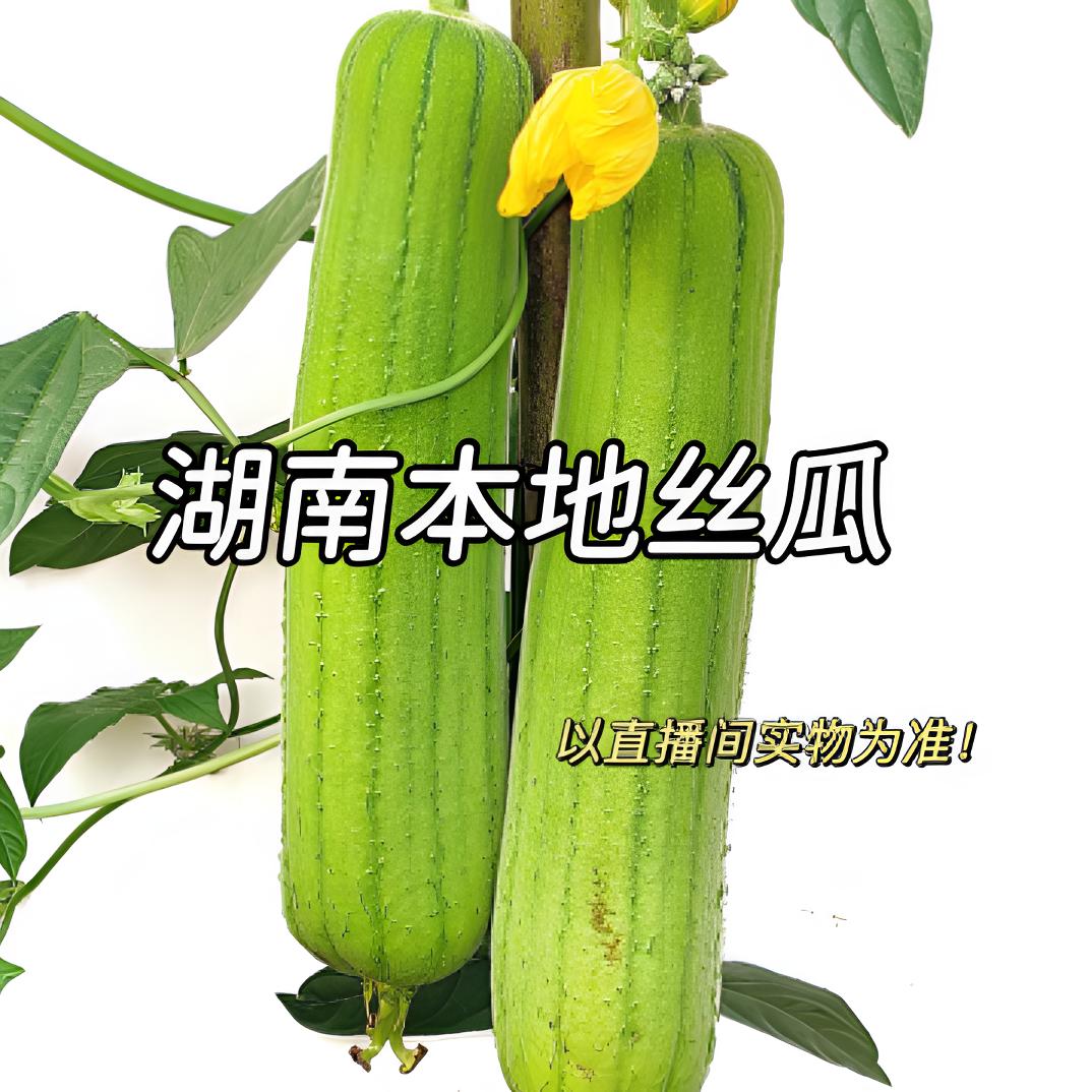 【农家露天种植嫩丝瓜】农家肥灌溉自然清甜湖南丝瓜
