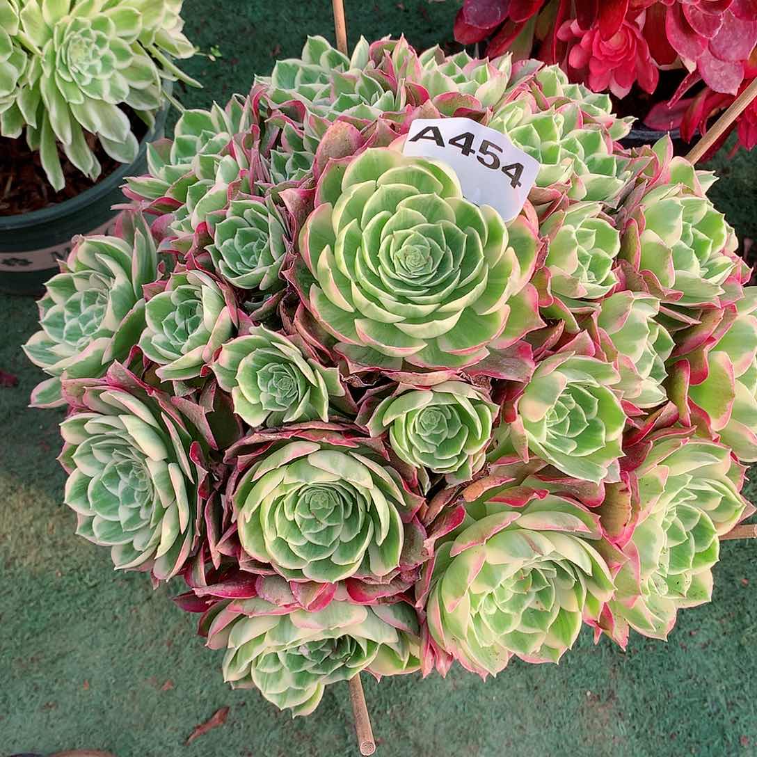 平*叔454.万彩灯多肉植物