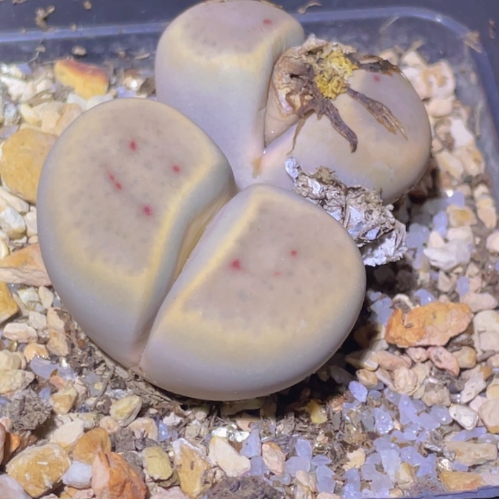 w****48888988989888888888808888