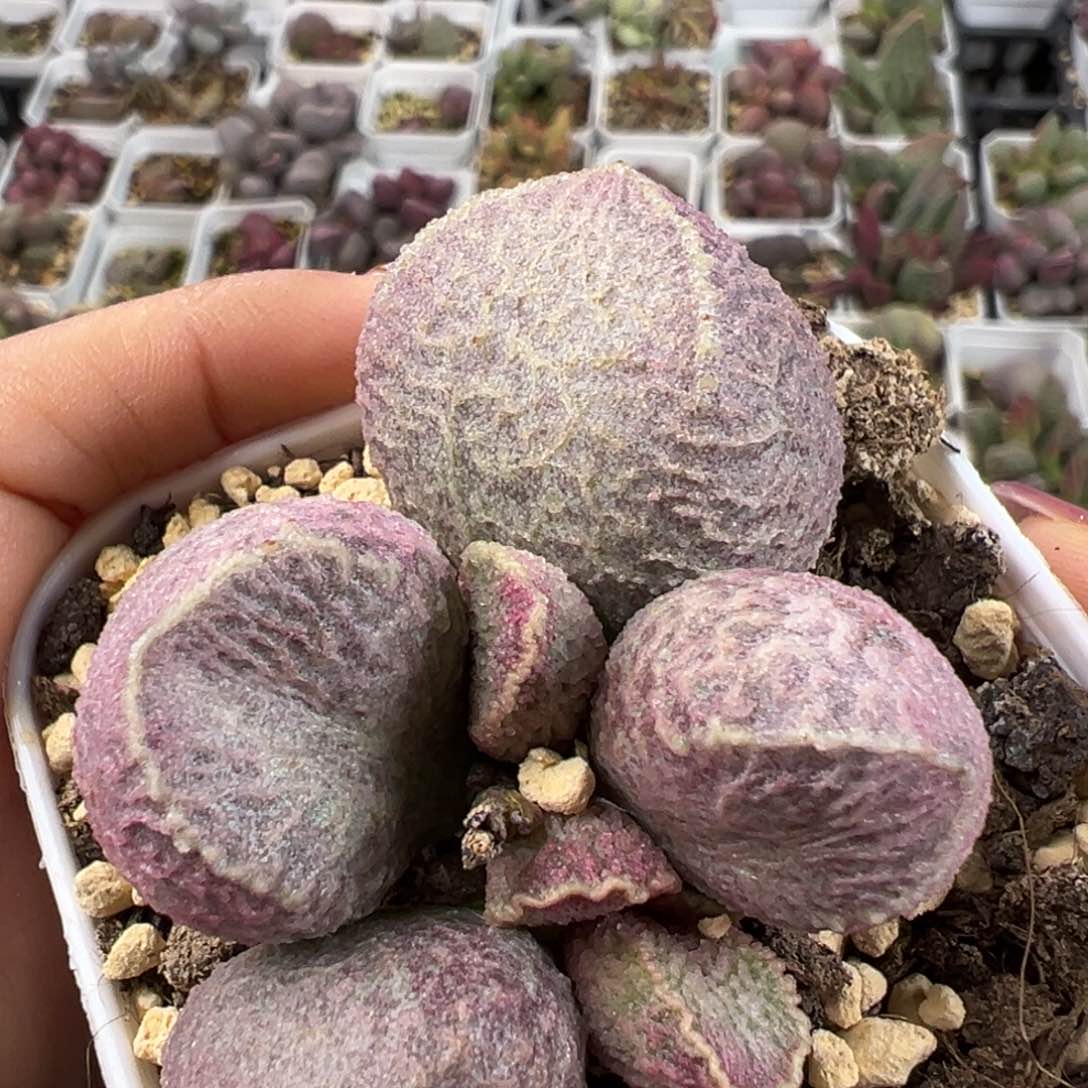 猪肝多肉植物水泡单头