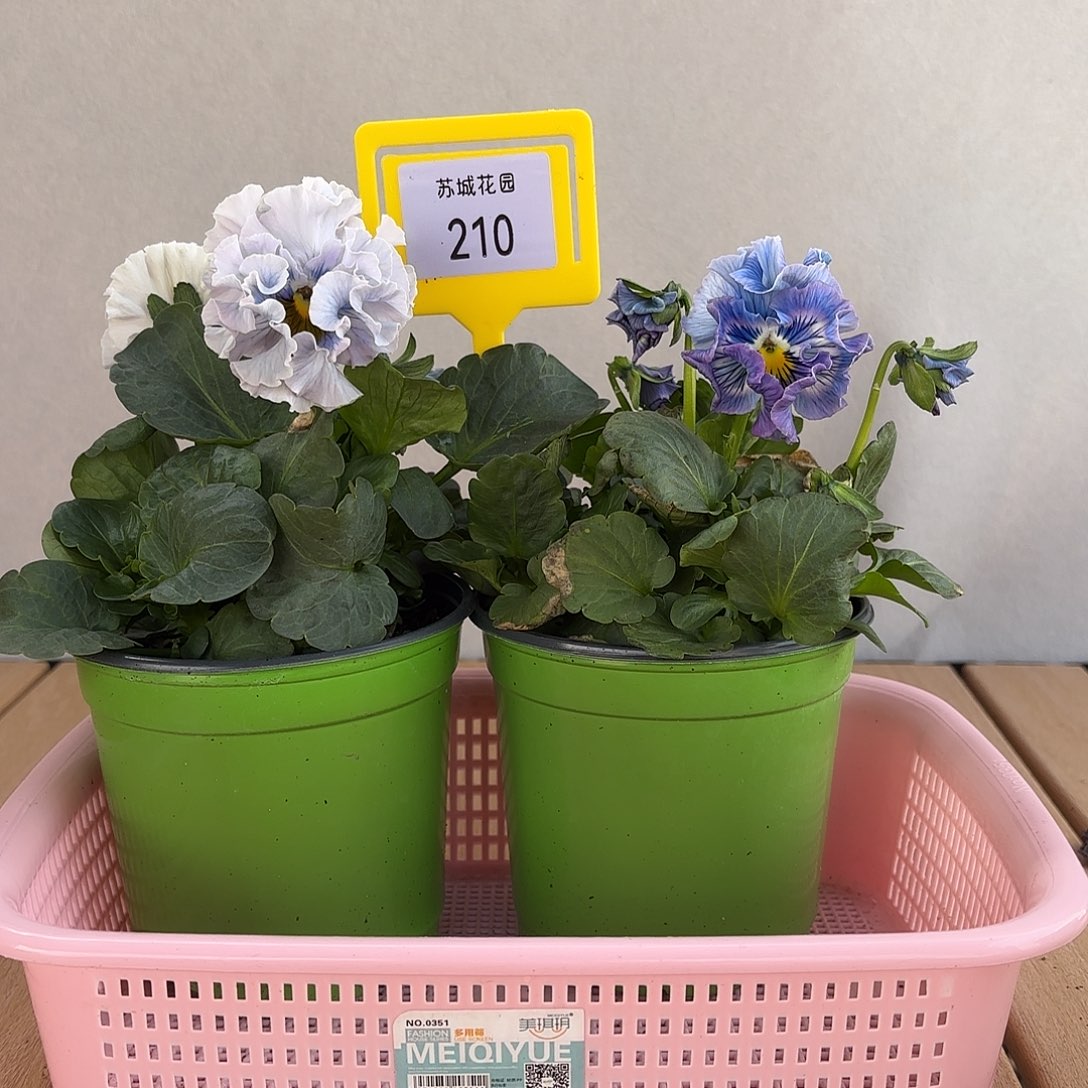 大部分开放少量花苞210