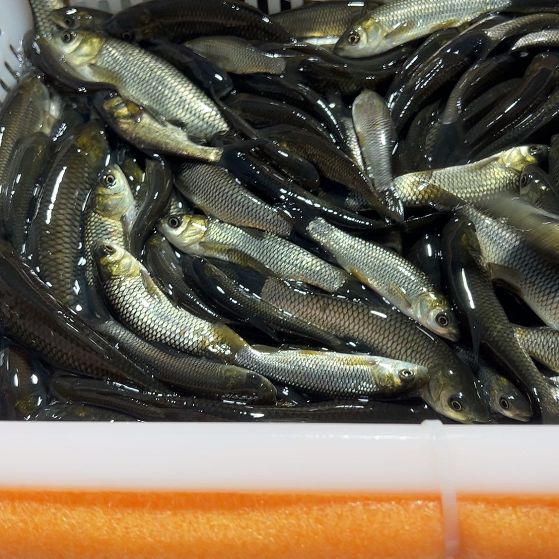 草鱼9-13规格的4斤130条左右