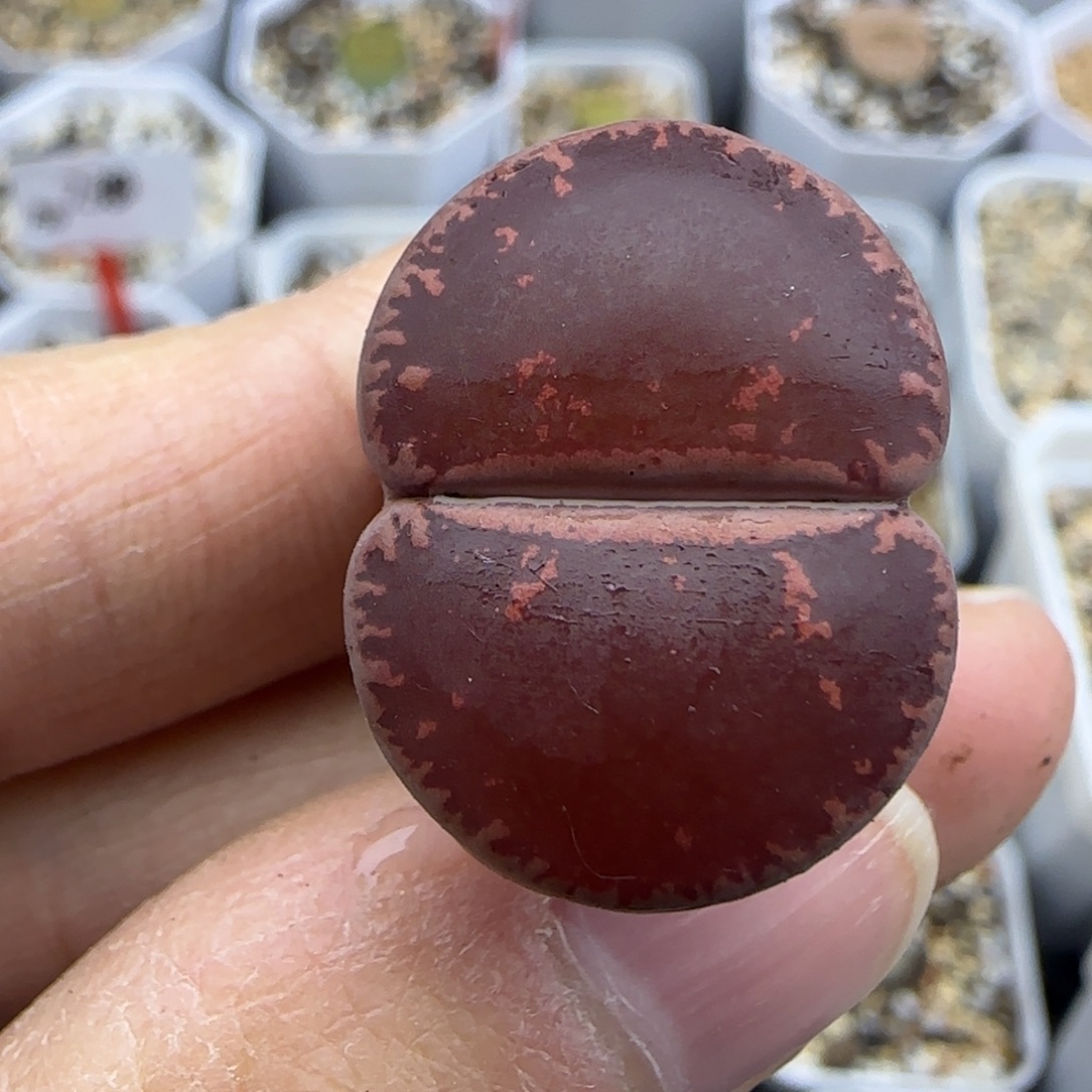 466全窗酱爆酒红开播福利