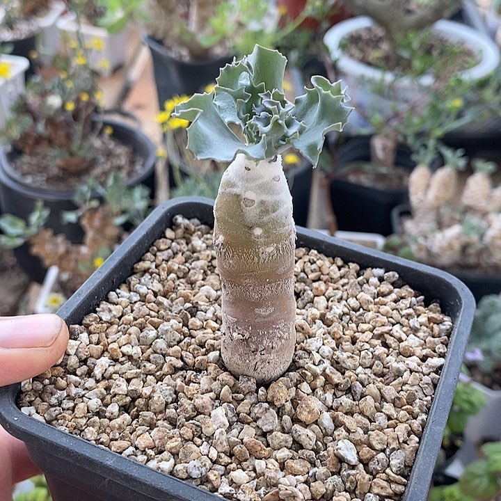 815雪露厚敦菊一一脱土