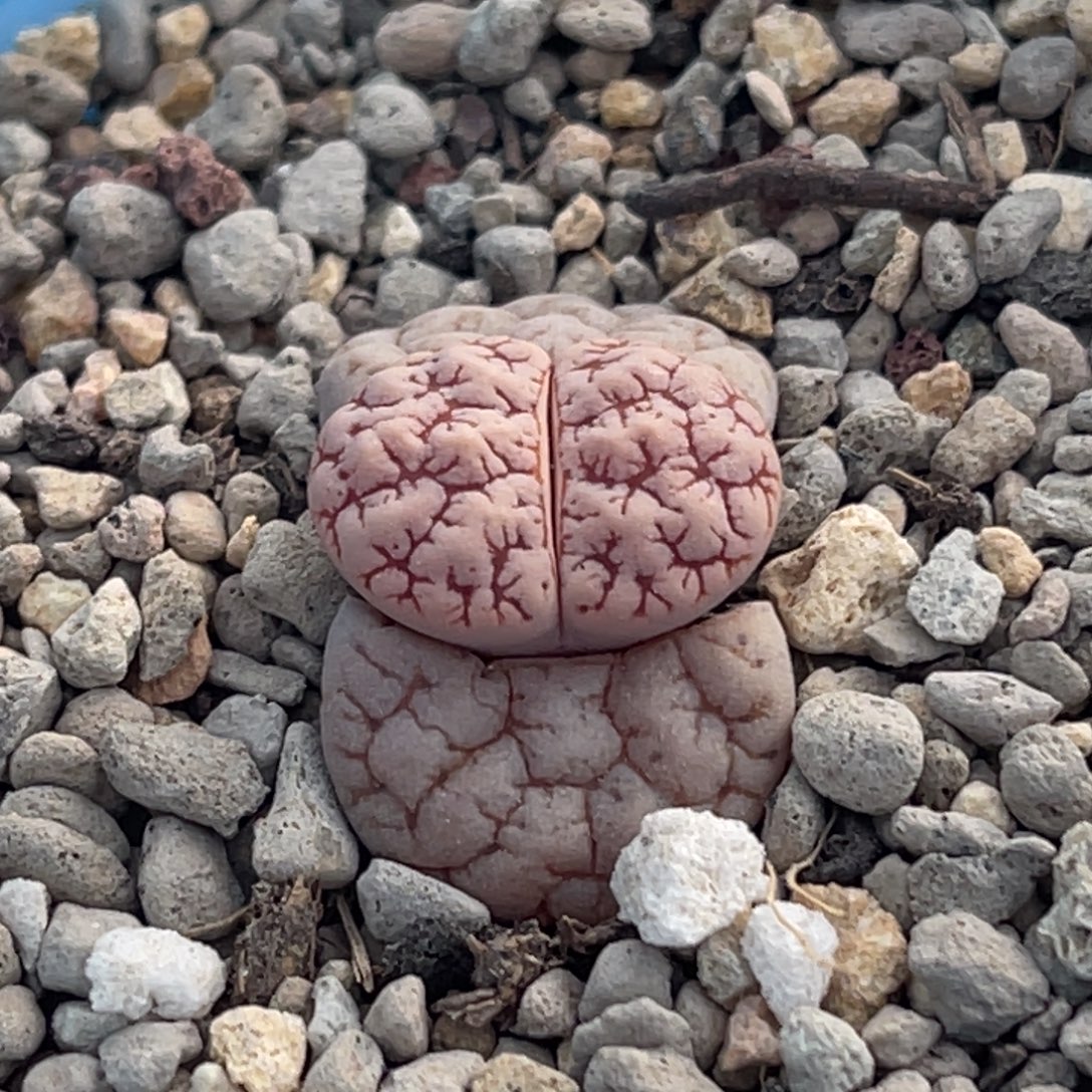 8579红纹凹凸四蜕蛙哥189一颗颗