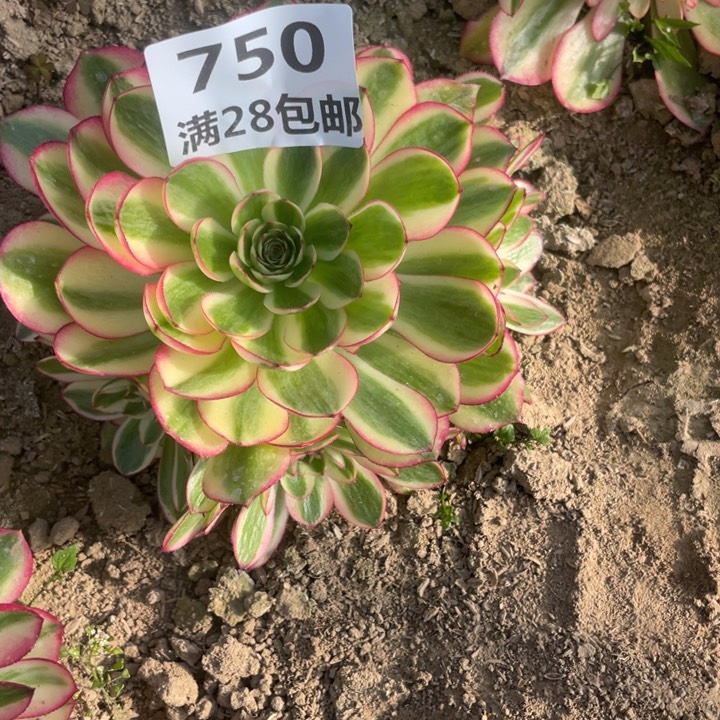 看*透750荔枝多肉植物二号棚O